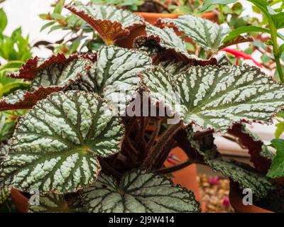 Begonia Rex foglie houseplant Rex Begonia 'Merletto di ilver' Foto stock -  Alamy