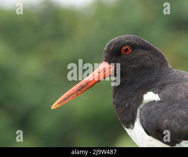 Oystercatcher Close Up su un palo di recinzione. Haematopus ostralegus. Parco Naturale di Pensthorpe, Suffolk. Foto Stock