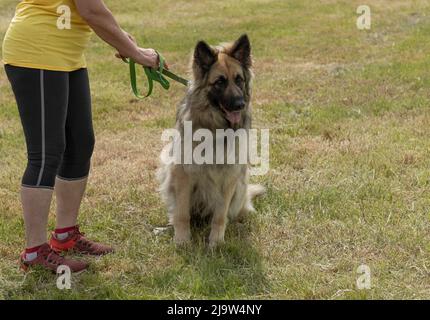 Il grande cane pastore tedesco dai capelli lunghi sedette sull'erba accanto al suo gestore Foto Stock