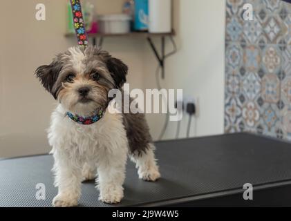 Piccolo cucciolo di razza incrociata con pelliccia grigia e bianca in piedi su un tavolo per la cura del corpo Foto Stock