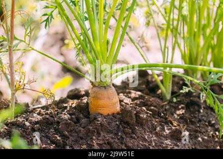 Carote che crescono in suolo. Vegetali coltivati biologici. Foto Stock