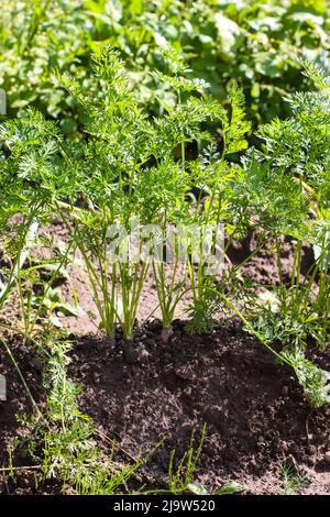 Carote che crescono in suolo. Vegetali coltivati biologici. Foto Stock