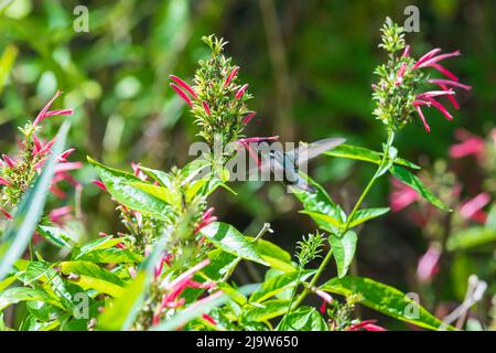 Hummingbird vola vicino ai fiori rossi luminosi del cardinale in una giornata di sole Foto Stock