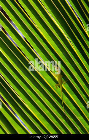 Piccola lucertola verde seduta su una foglia di palma, primo piano foto verticale di Anolis Carolinensis Foto Stock