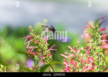 Hummingbird vola vicino a fiori rossi di Lobelia cardinalis in una giornata di sole Foto Stock