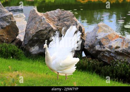 Il giovane e splendido pavone sparge la coda sull'erba. Bianco pavone danze un matrimonio danza, mostra piume nel parco, zoo Foto Stock