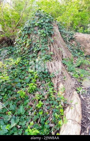 Piante piccole che crescono su tronchi di albero vecchi Foto Stock