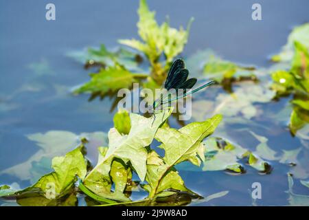 demoiselle a bande seduto sulla foglia dal fiume Polish Vistula Foto Stock