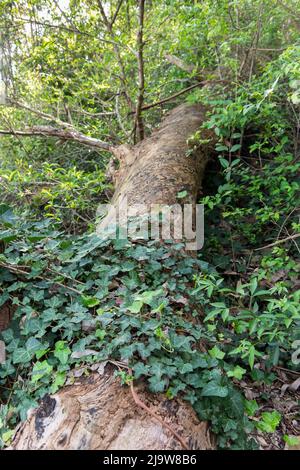 Piante piccole che crescono su tronchi di albero vecchi Foto Stock