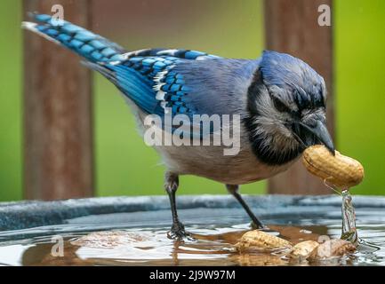 Bluejay trova una arachidi che galleggia nel bagno dell'uccello Foto Stock