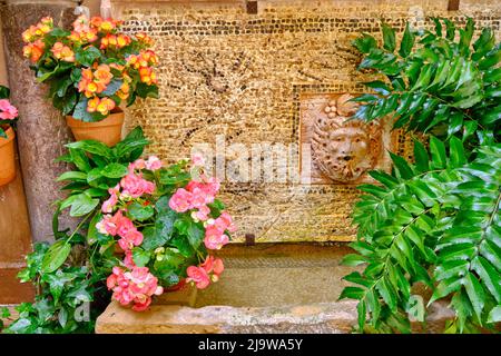 Dettaglio di un patio tradizionale di Cordoba, un cortile pieno di fiori e freschezza. Andalucia, Spagna Foto Stock