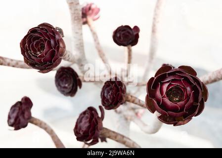 Albero houseleek o Aeonium rosa nera Foto Stock