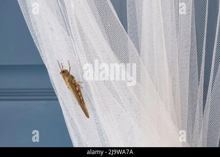 Locusta seduta su zanzariera Foto Stock