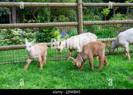 Issaquah, Washington, Stati Uniti. Bambini Guernsey Goat di tre settimane che pascolo sull'erba da una recinzione, con fiori primaverili sullo sfondo Foto Stock