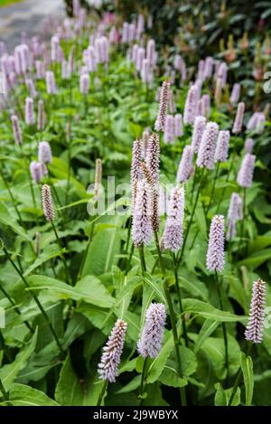 Una persicaria o forse bistort tipo pianta a Threave Gardens, vicino a Castle Douglas in Dumfries & Galloway. Foto Stock