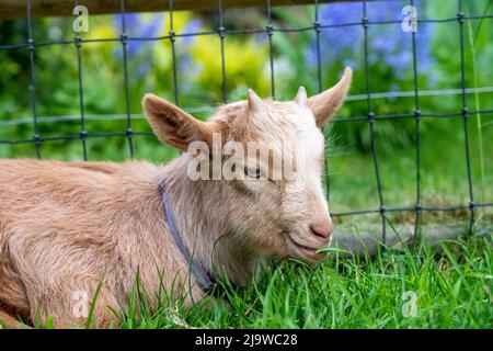 Issaquah, Washington, Stati Uniti. Bambino Guernsey Goat di tre settimane che riposa in un paddock vicino alla recinzione Foto Stock