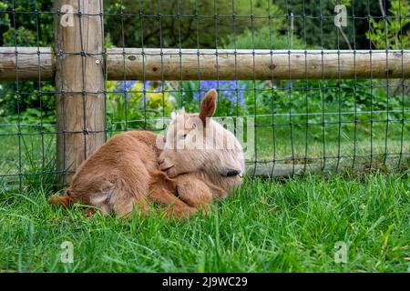 Issaquah, Washington, Stati Uniti. Bambino Guernsey Goat di tre settimane che riposa in un paddock vicino alla recinzione Foto Stock