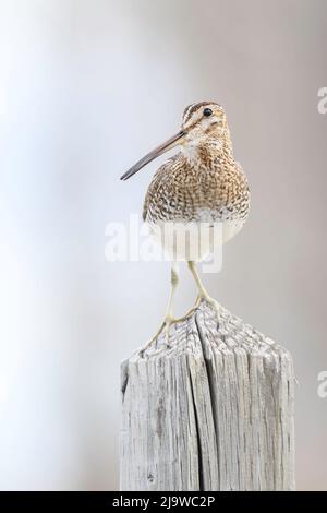 In primavera, una beccata di Wilson su un recinto al Malheur National Wildlife Refuge, Oregon. Foto Stock