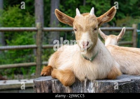 Issaquah, Washington, Stati Uniti. Bambino Guernsey Goat di tre settimane che riposa su un moncone Foto Stock