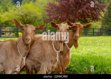 Issaquah, Washington, Stati Uniti. Ritratto di tre capre Guernsey femmina con un prato dietro di loro Foto Stock