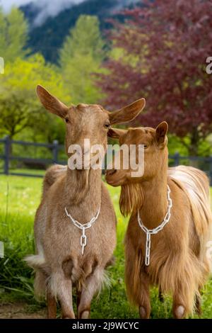 Issaquah, Washington, Stati Uniti. Ritratto di due capre Guernsey femmina con un prato dietro di loro Foto Stock