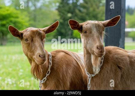 Issaquah, Washington, Stati Uniti. Due capre di Guernsey femmina con una vista sul prato dietro di loro Foto Stock