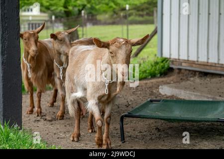 Issaquah, Washington, Stati Uniti. Tre capre femminili di Guernsey accanto ad un granaio di metallo bianco Foto Stock