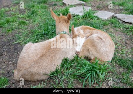 Issaquah, Washington, Stati Uniti. Due bambini Guernsey Goat di tre settimane che riposano insieme in un paddock erboso Foto Stock