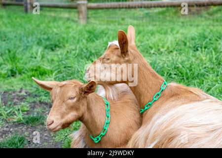 Issaquah, Washington, Stati Uniti. Due capre di Guernsey adulte che poggiano insieme sul paddock erboso Foto Stock