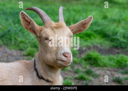 Issaquah, Washington, Stati Uniti. Uomo adulto Guernsey Goat riposato nel suo paddock erboso Foto Stock