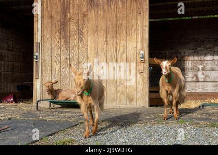 Issaquah, Washington, Stati Uniti. Tre capre Guernsey femmine fuori dal loro granaio, due a piedi e uno a riposo Foto Stock