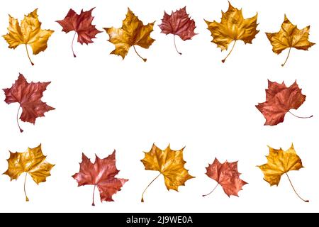 Un bordo di caduta delle foglie d'autunno rosse e d'oro. Isolato su sfondo bianco. Spazio di copia. Foto Stock