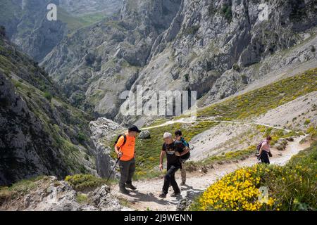 Gli escursionisti negoziano il sentiero roccioso nella gola di Cares (Rio Cares), una delle principali mete di escursioni spagnole per i visitatori del Parco Nazionale Picos de Europa, il 15th maggio 2022, vicino a Poncebo, Monti Picos, Asturie, Spagna. Conosciuta come la “Gola Divina”, il sentiero del 22km si estende tra Caín e Poncebos nelle Asturie tra montagne alte oltre 2.000 metri, lungo l'imponente burrone scolpito dal fiume Cares. Foto Stock