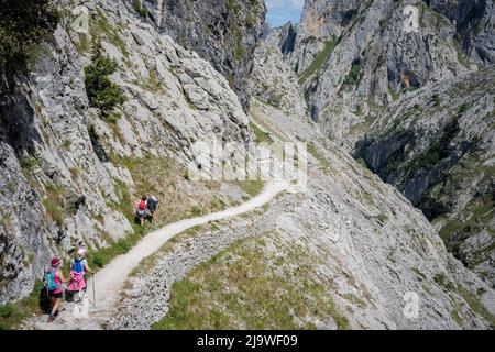 Gli escursionisti negoziano il sentiero roccioso nella gola di Cares (Rio Cares), una delle principali mete di escursioni spagnole per i visitatori del Parco Nazionale Picos de Europa, il 15th maggio 2022, vicino a Poncebo, Monti Picos, Asturie, Spagna. Conosciuta come la “Gola Divina”, il sentiero del 22km si estende tra Caín e Poncebos nelle Asturie tra montagne alte oltre 2.000 metri, lungo l'imponente burrone scolpito dal fiume Cares. Foto Stock