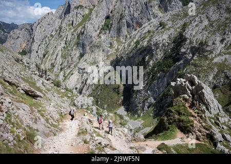 Gli escursionisti negoziano il sentiero roccioso nella gola di Cares (Rio Cares), una delle principali mete di escursioni spagnole per i visitatori del Parco Nazionale Picos de Europa, il 15th maggio 2022, vicino a Poncebo, Monti Picos, Asturie, Spagna. Conosciuta come la “Gola Divina”, il sentiero del 22km si estende tra Caín e Poncebos nelle Asturie tra montagne alte oltre 2.000 metri, lungo l'imponente burrone scolpito dal fiume Cares. Foto Stock