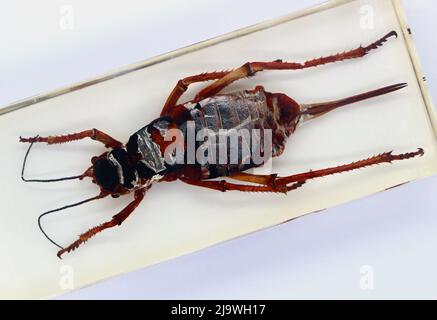 Esemplare di perspex racchiuso in europeo grillo di mole Gryllotalpa gryllotalpa visto dall'alto su sfondo bianco Foto Stock