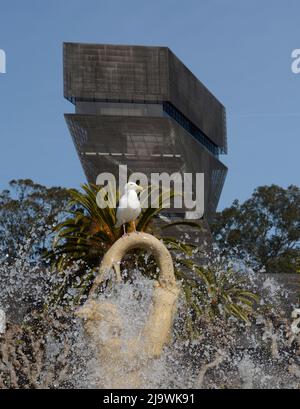 Un gabbiano si trova in cima alla storica Rideout Memorial Fountain del 1924 nel Golden Gate Park di San Francisco, California. Foto Stock