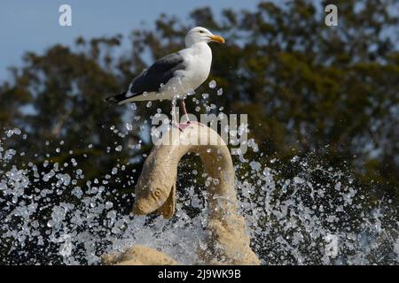 Un gabbiano si trova in cima alla storica Rideout Memorial Fountain del 1924 nel Golden Gate Park di San Francisco, California. Foto Stock