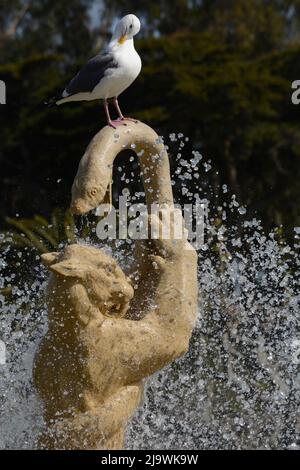 Un gabbiano si trova in cima alla storica Rideout Memorial Fountain del 1924 nel Golden Gate Park di San Francisco, California. Foto Stock