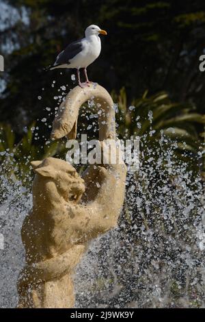 Un gabbiano si trova in cima alla storica Rideout Memorial Fountain del 1924 nel Golden Gate Park di San Francisco, California. Foto Stock