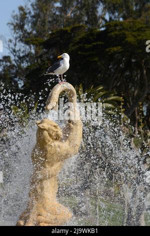 Un gabbiano si trova in cima alla storica Rideout Memorial Fountain del 1924 nel Golden Gate Park di San Francisco, California. Foto Stock