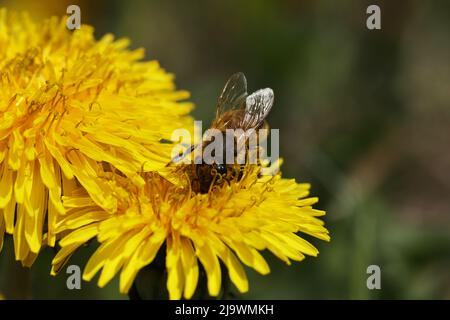 piccola ape sui dandelions gialli luminosi nel giardino Foto Stock