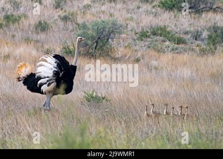 Struzzo comune (Struthio camelus) maschio con sei pulcini nel deserto di Kalahari, Kgalagadi Transfrontier Park, provincia del Capo Nord, Sudafrica Foto Stock