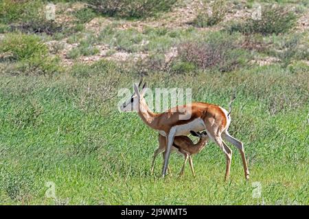 Springbok (Antidorcas marsupialis) vitello da latte femminile nel deserto di Kalahari, Kgalagadi Transfrontier Park, provincia del Capo Settentrionale, Sudafrica Foto Stock