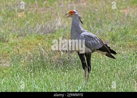 Secretariybird / Secretarius Bird (Sagittarius serpentarius) nel deserto di Kalahari, Kgalagadi Transfrontier Park, provincia del Capo Settentrionale, Sudafrica Foto Stock