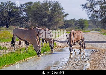 Tre gemsbok (Oryx gazella) acqua potabile dalla strada sterrata nel deserto di Kalahari, Kgalagadi Transfrontier Park, provincia del Capo Settentrionale, Sudafrica Foto Stock