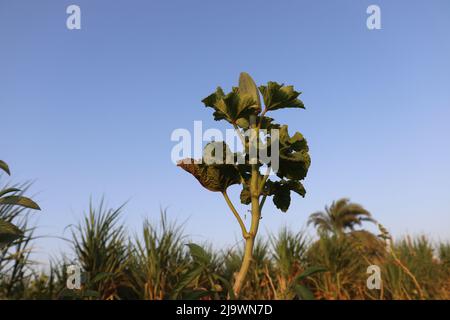 impianto di okra verde nel campo Foto Stock