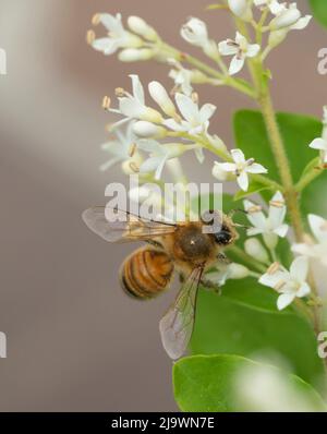 Italia, Lombardia, Bee Gathering Pollen on Chinese Privet Flowers, Ligustrum Sinense Foto Stock