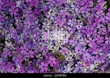 Full Frame Macro Close up di bella rosa e viola Phlox suulata, Moss Phlox, o strisciante Phlox Foto Stock