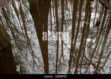 Il Congaree National Park si trova nel South Carolina e conserva il più grande tratto di foresta di latifoglie di fondo a crescita vecchia lasciato negli Stati Uniti Foto Stock